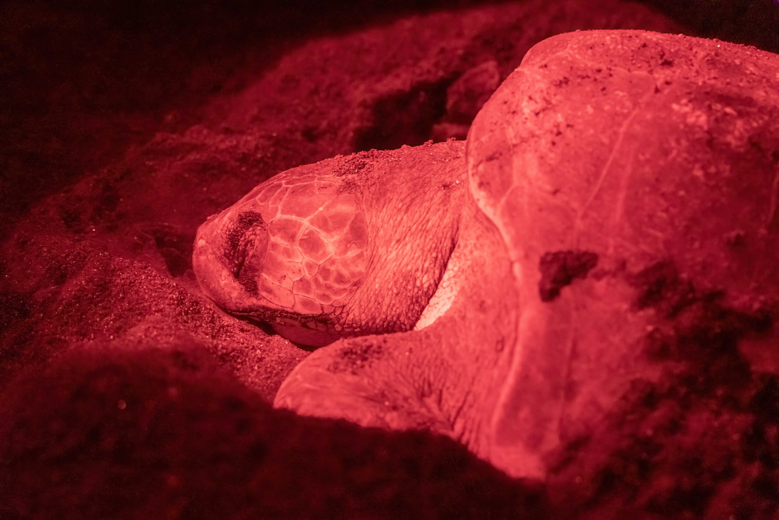 tortuga golfina en Oaxaca