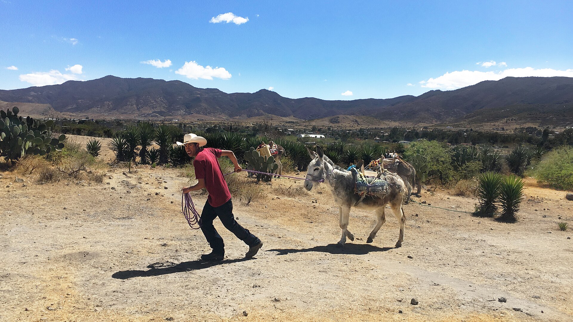 Arriero en el pueblo en Santiago Matatlán, Oaxaca
